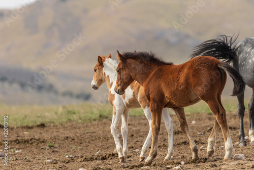 Wild Horse Foal