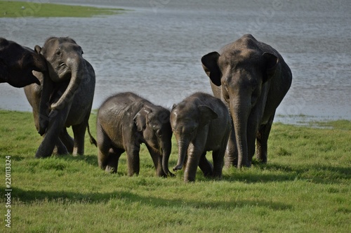 Photography wildlife elephants