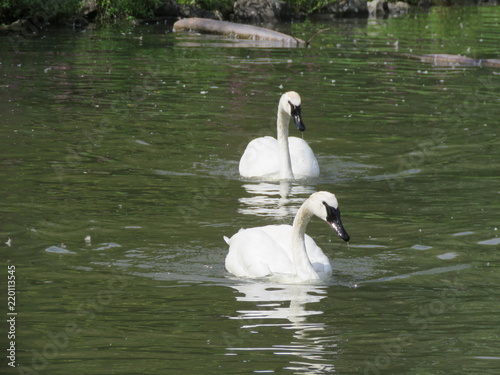 Trumpeter Swans