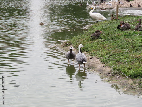 Emperor Geese