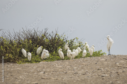 Adult Heron protecting it young babies from any menace  at Lluta river wetlands in the north of Chile at Arica an amazing place for bird watching and enjoy Chilean wildlife and specially bird life photo