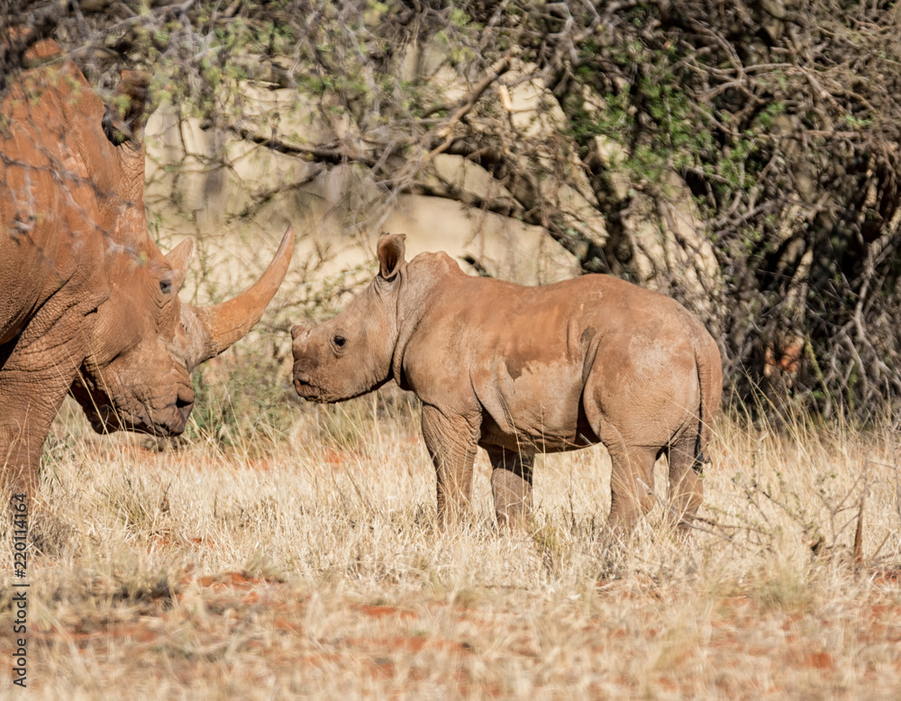 Fototapeta premium White Rhino Mother And Calf
