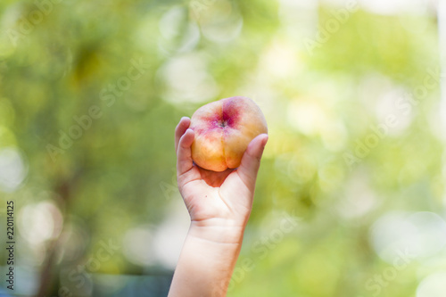Kind hält frischen Pfirsich / Saturnpfirsich in Hand. Child holding fresh peach / saturn peach in hand.