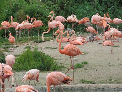 Flamingo Family