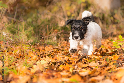 Cute jack russell terrier puppy dog in the autumn forest - 15 weeks old 