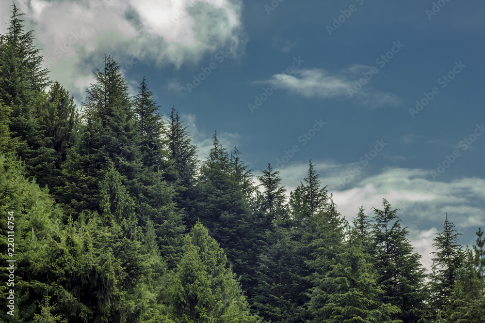 green coniferous forest and blue sky with cloud