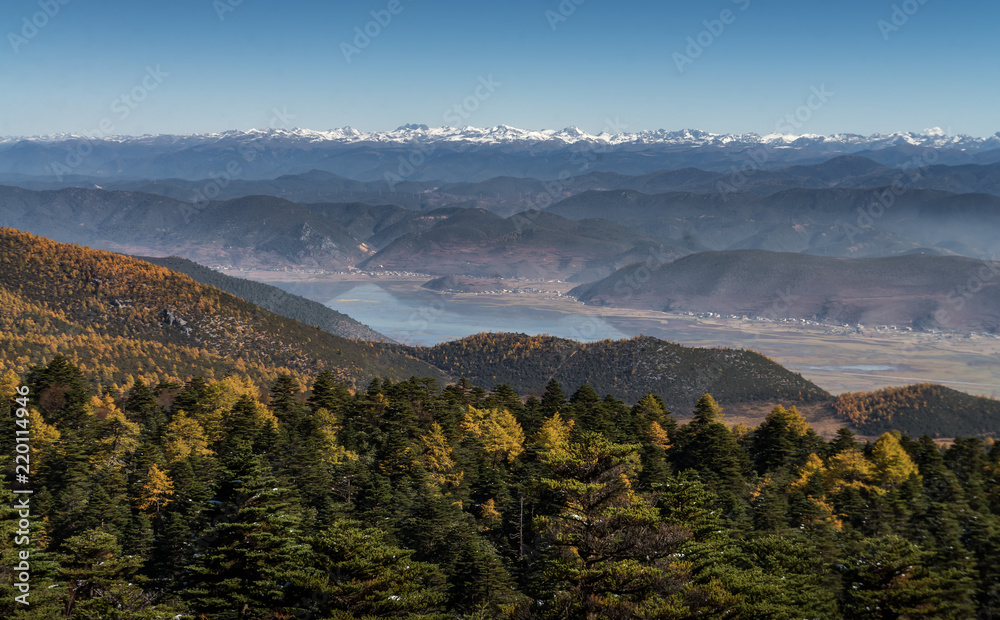 Yellow and green pine forest with lake in the middle with snow mountain range background in sunny day in clear blue sky at Shika Snow Mountains, Shangri La, China