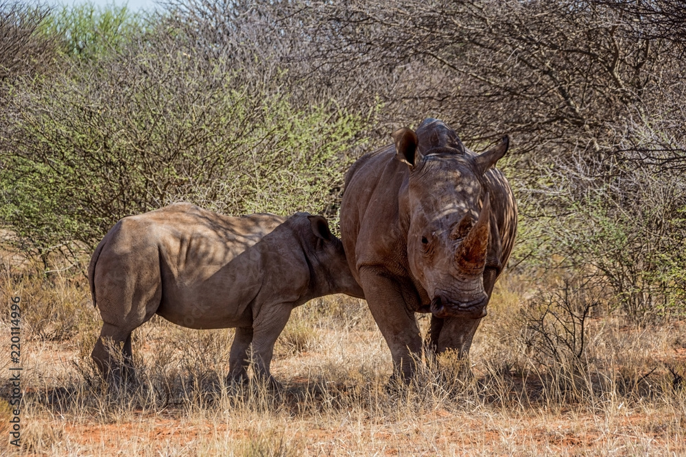 Fototapeta premium White Rhino Mother And Calf