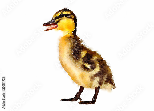 Foto Watercolour painting of a duckling quacking