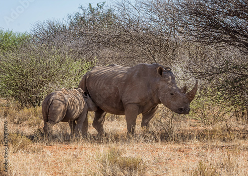 White Rhino Mother And Calf