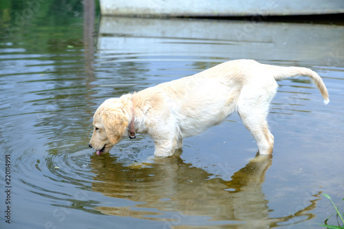 Fototapeta Naklejka Na Ścianę i Meble -  A puppy of a stray dog drinks water from a lake