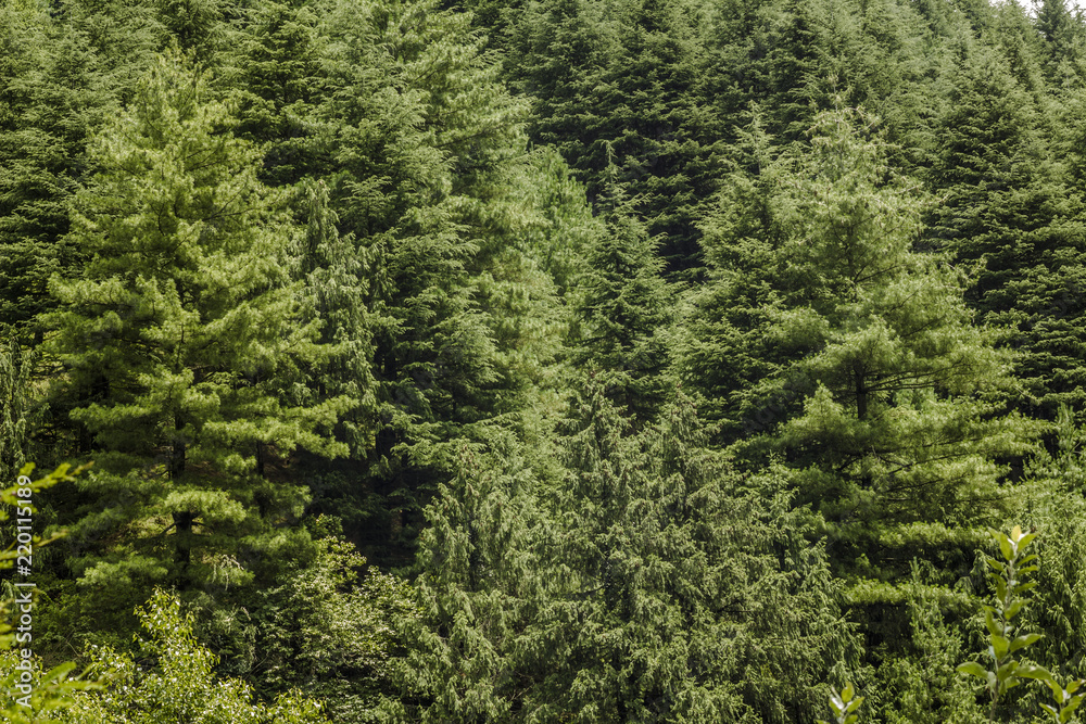 green thick coniferous forest on the hill green thick coniferous forest on the hill