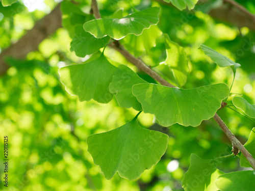 green leaves of Gingko biloba