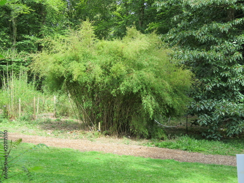 Bamboo Spray