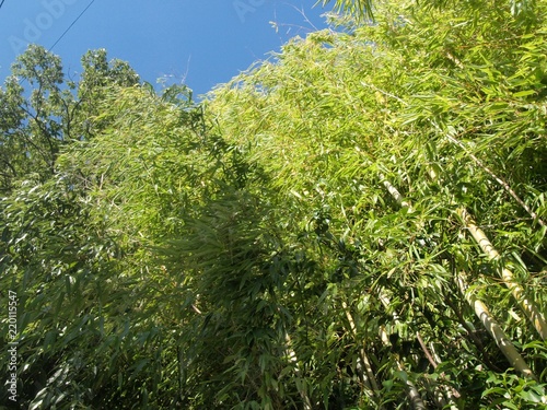 風になびく竹林