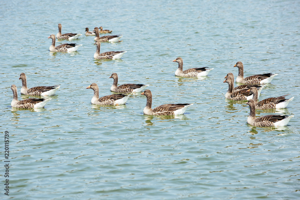 ducks in a lake