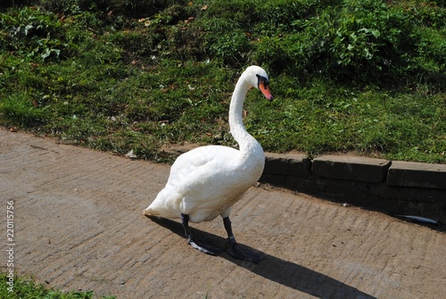 Swan on the move