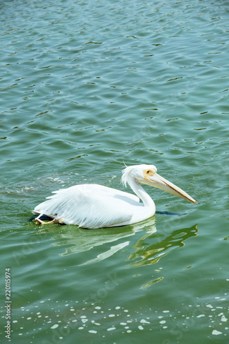 beautiful pelican swimming in a lake