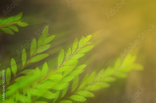 closeup green leaf background of treetop with light