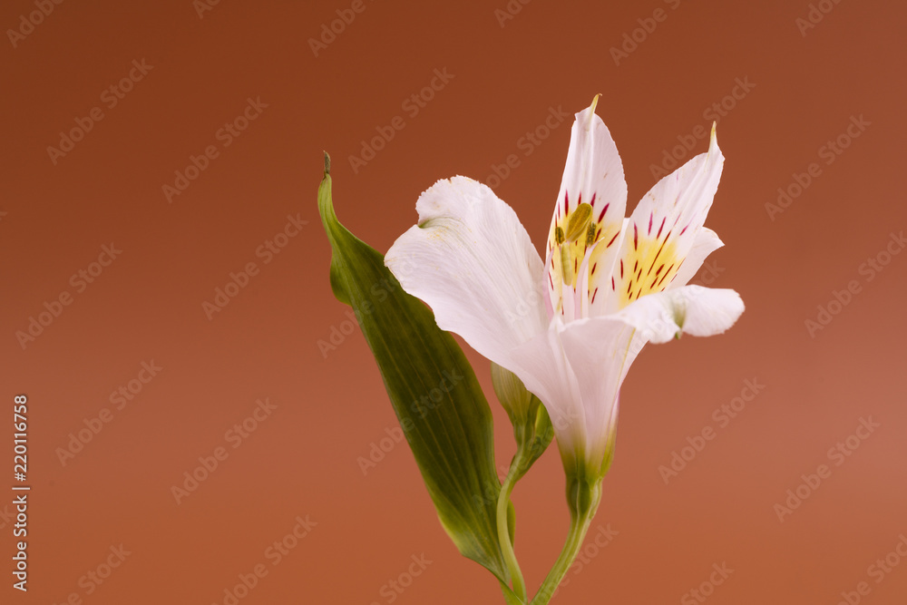 Obraz premium Alstroemeria flower