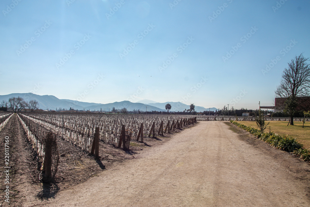 Plantação de uvas secas, devido a estação, em uma vinícola do Chile. 