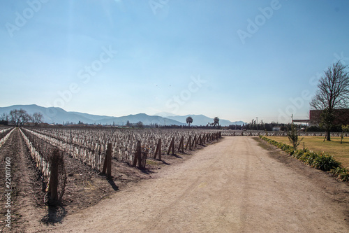 Fototapeta Naklejka Na Ścianę i Meble -  Plantação de uvas secas, devido a estação, em uma vinícola do Chile. 