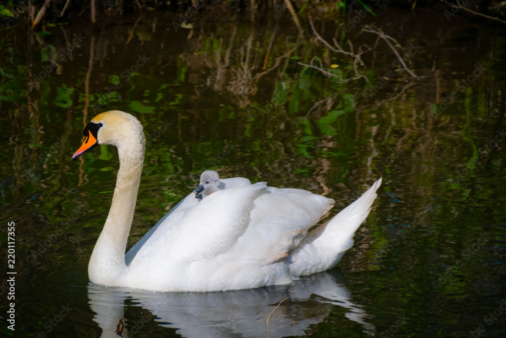 Fototapeta premium Cygne