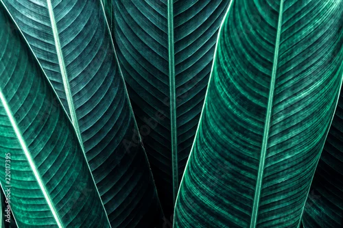 Obraz intensywna zieleń liści