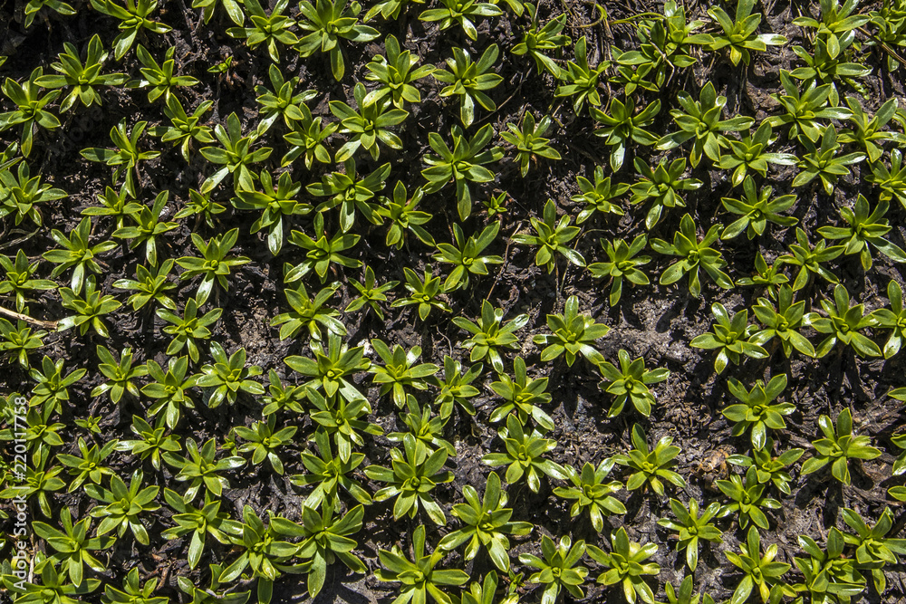 A textured green floral pattern A textured green floral pattern