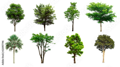 Isolated trees collection on white background © zhokaen