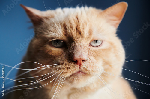Fototapeta Naklejka Na Ścianę i Meble -  Closeup shot of dissatisfied red cat looking at camera while sitting on blue background