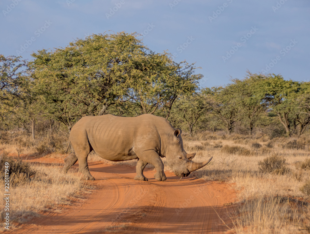 Fototapeta premium White Rhinoceros