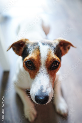 Closeup shot of lovely obedient dog lying on floor at home and looking at camera