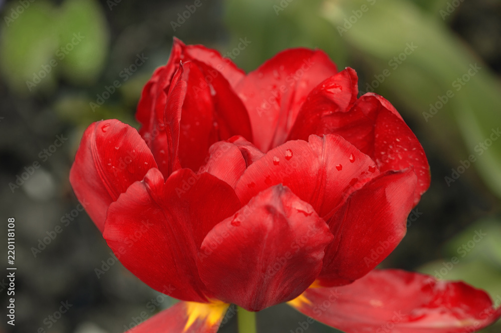 Blooming red tulipon a green background. 