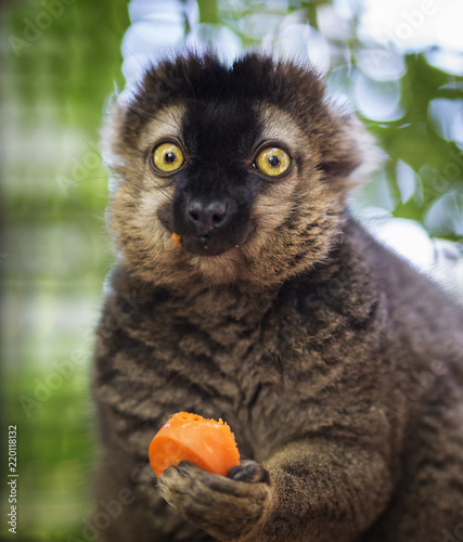 Fototapeta Naklejka Na Ścianę i Meble -  Funny lemur caught red handed eating a carrot. Adorable. Brown and black coloring
