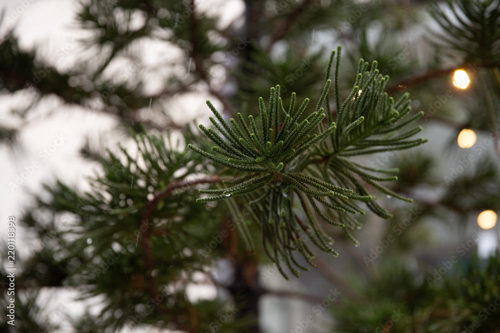 Obraz premium pine leave and rain drop