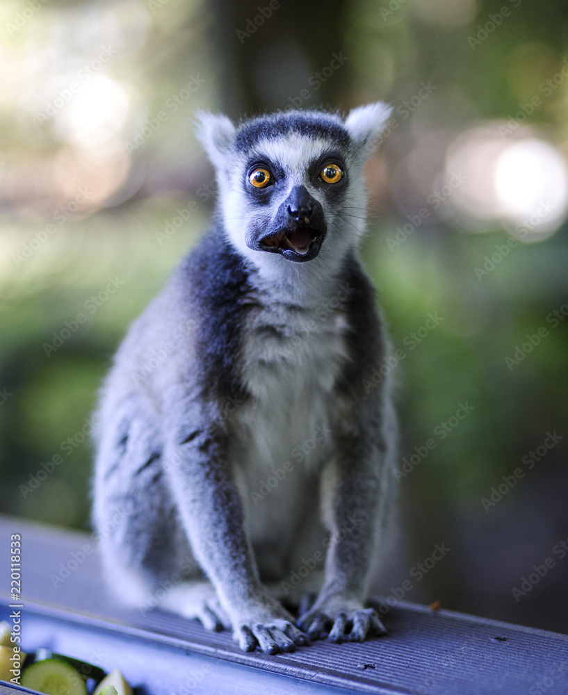 Obraz premium Funny lemur caught red handed - shocked, surprised. Mouth full of food. Grey and white.