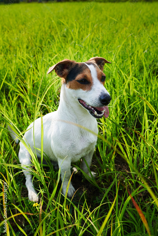 Sweet little dog sitting on green grass and heavily breathing with its tongue sticking out Sweet little dog sitting on green grass and heavily breathing with its tongue sticking out