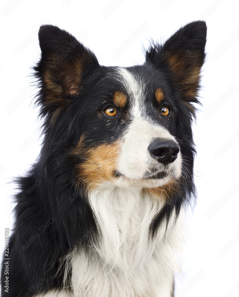 Tri-colored border collie dog headshot (white background)