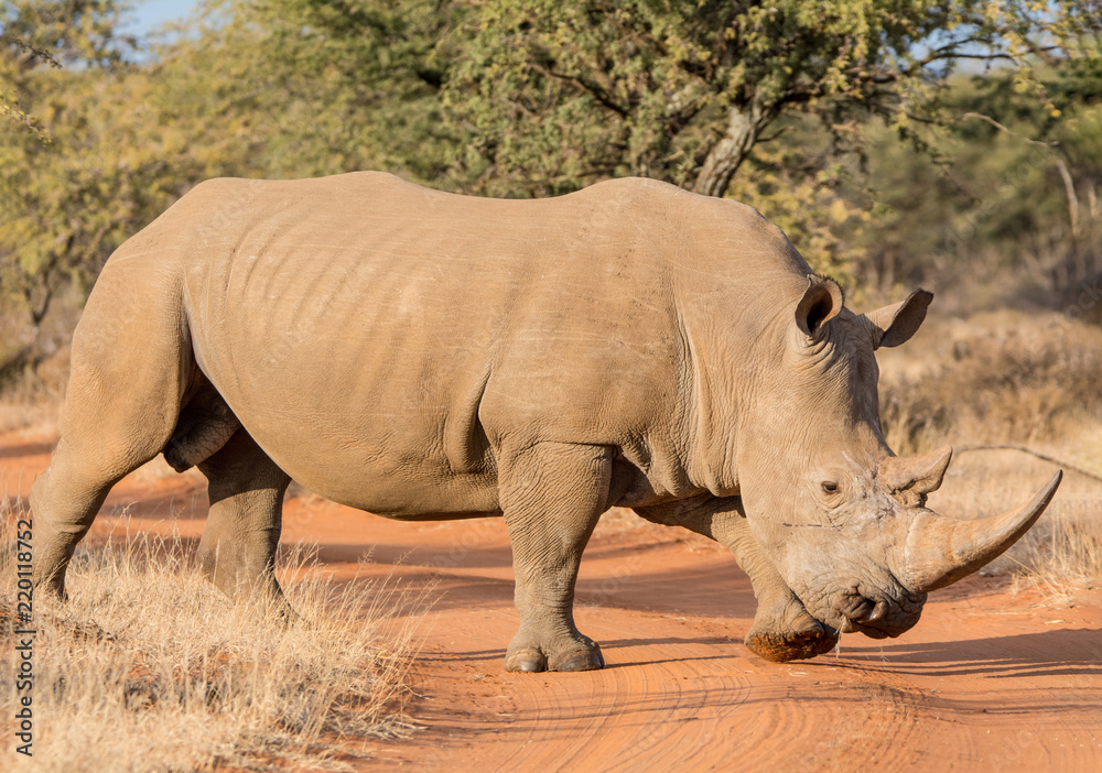 Obraz premium White Rhinoceros