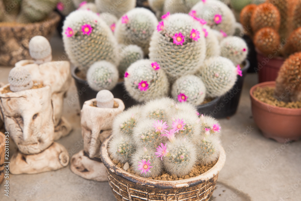 cactus in the desert but can breed by nursery