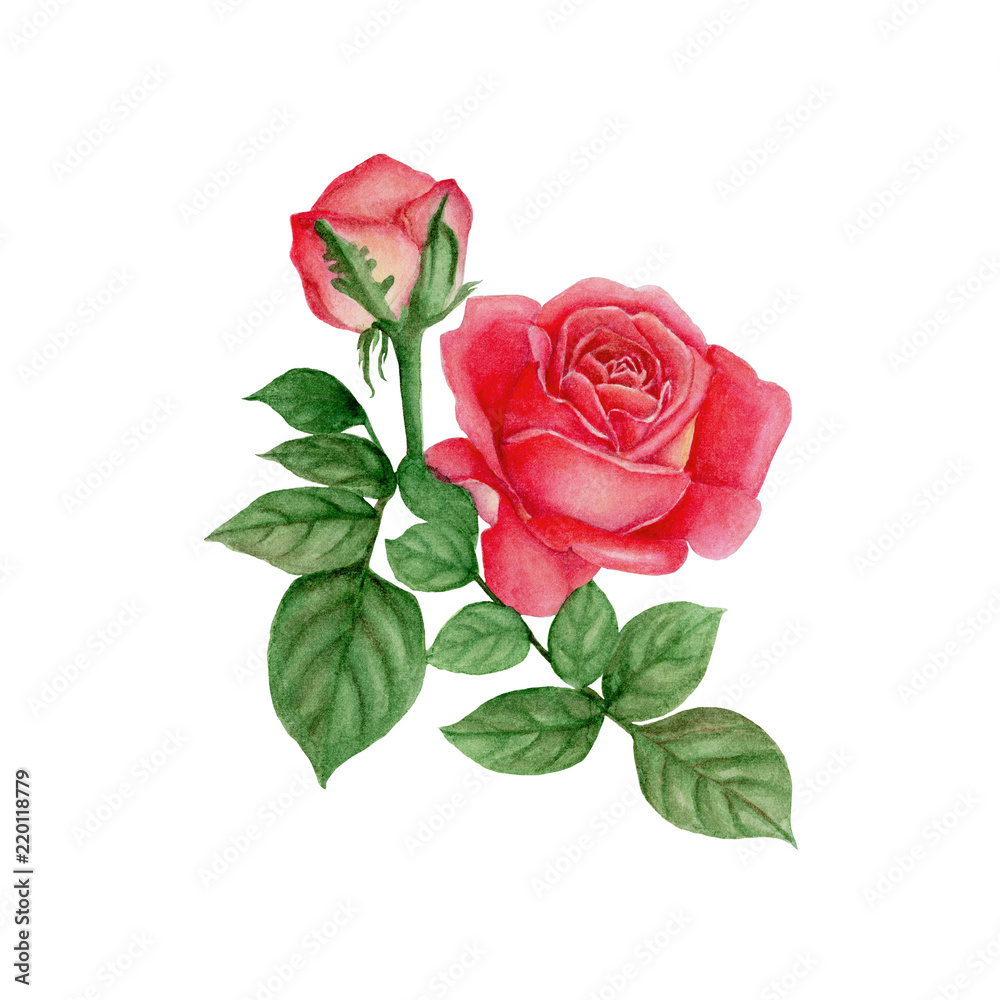 Naklejka premium Rose Hand drawn sketch and watercolor illustrations. Watercolor painting Rose. Rose Illustration isolated on white background.