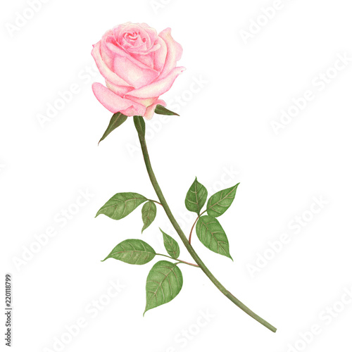 Rose Hand drawn sketch and watercolor illustrations. Watercolor painting Rose. Rose Illustration isolated on white background.