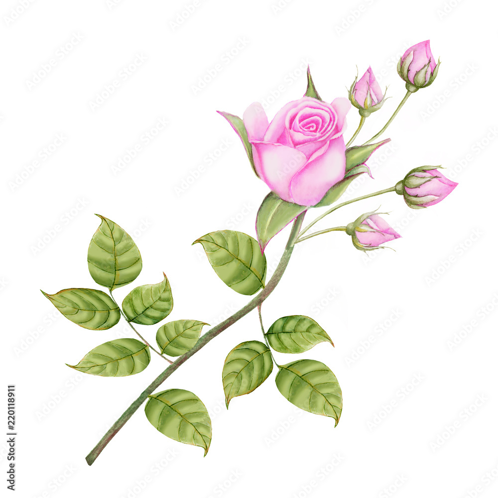 Rose Hand drawn sketch and watercolor illustrations. Watercolor painting Flowers. Rose Illustration isolated on white background.