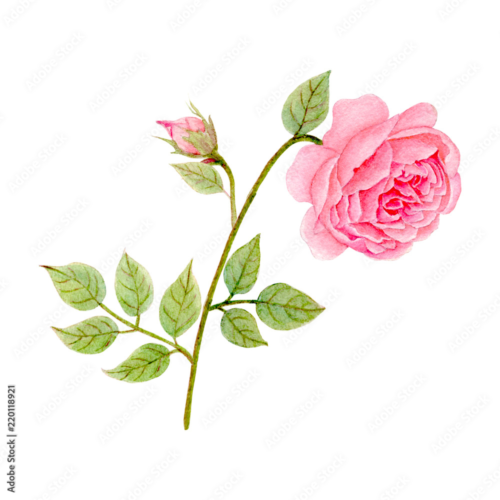 Fototapeta premium Rose Hand drawn sketch and watercolor illustrations. Watercolor painting Flowers. Rose Illustration isolated on white background.