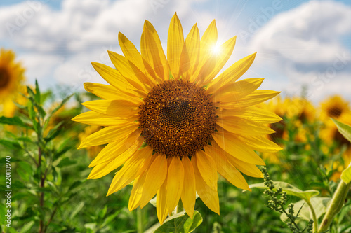 Beautiful sunflowers in the field natural background