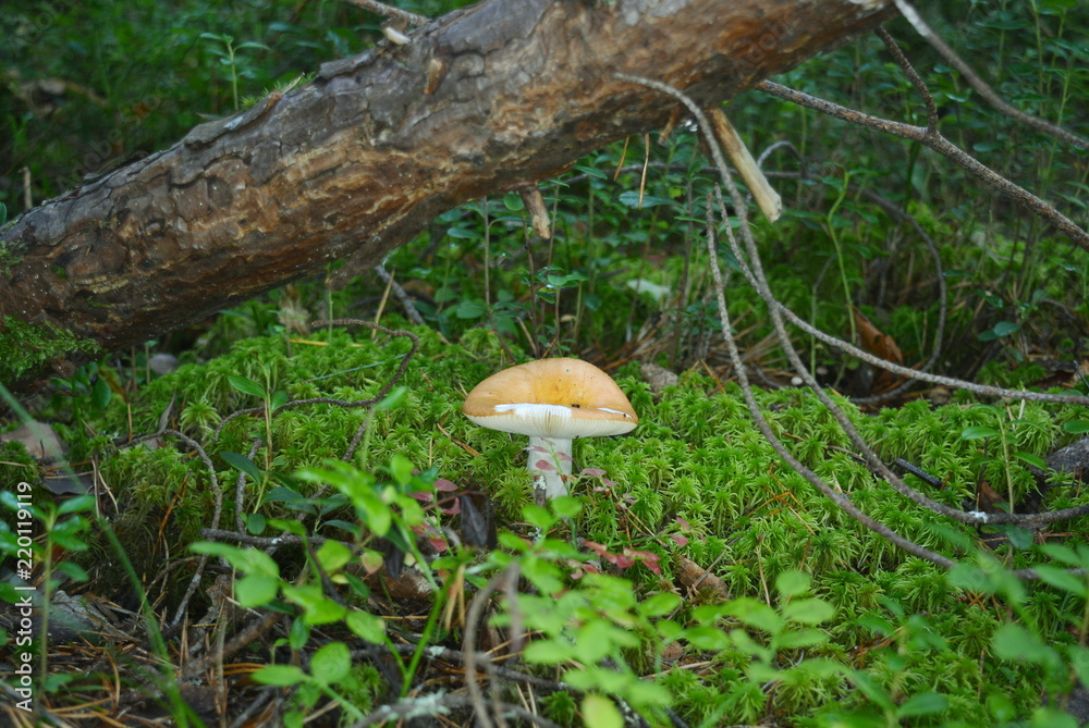 Fototapeta premium Mushroom russula with a yellow cap grows in the grass under a fallen tree
