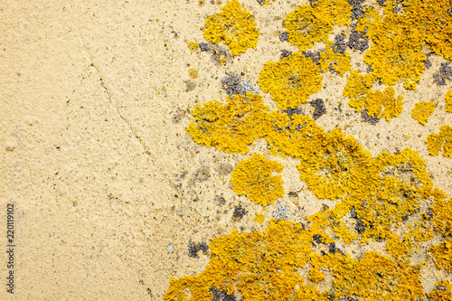 Wall with lichen.