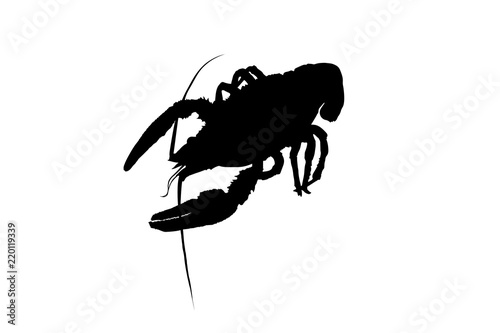 cancer silhouette of crayfish, crayfish icon, lobster sign, crayfish symbol Black and white. Vector illustration.