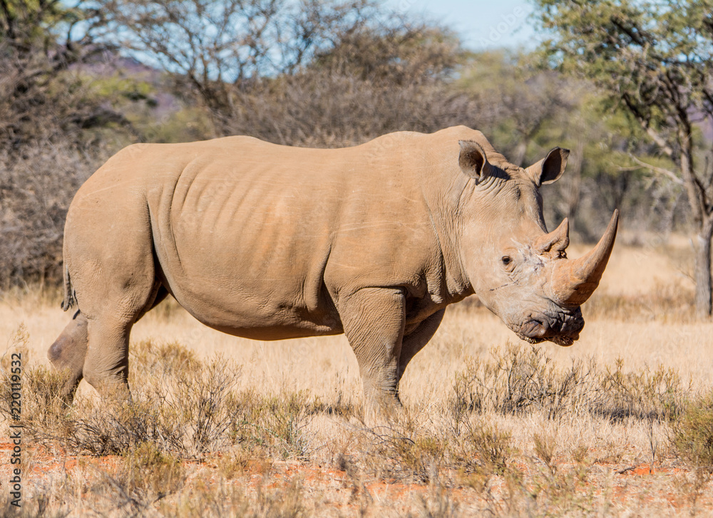 Obraz premium White Rhinoceros